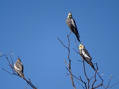 Nymphicus hollandicus