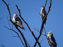 Nymphicus hollandicus