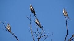 Nymphicus hollandicus