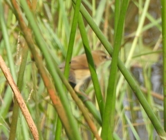Acrocephalus agricola