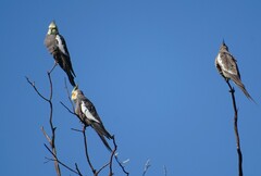 Nymphicus hollandicus