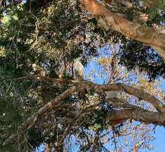 Cacatua galerita