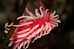 Okenia rosacea