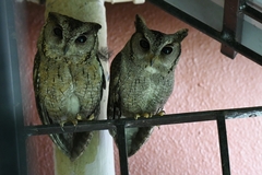 Otus bakkamoena