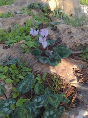 Cyclamen persicum