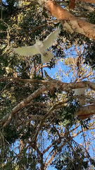 Cacatua galerita