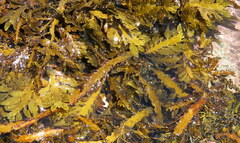 Carpophyllum maschalocarpum