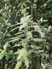 Urtica ferox