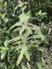 Urtica ferox