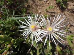 Vanzijlia annulata