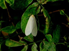 Pareuchaetes pseudoinsulata