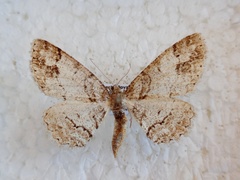 Paradarisa consonaria