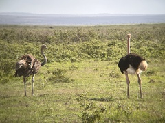 Struthio camelus massaicus