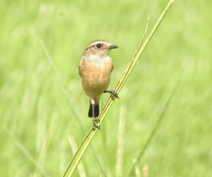 Saxicola maurus