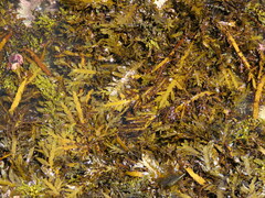 Carpophyllum maschalocarpum