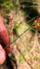 Setaria grandispiculata