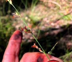 Setaria grandispiculata