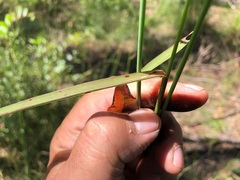 Setaria grandispiculata