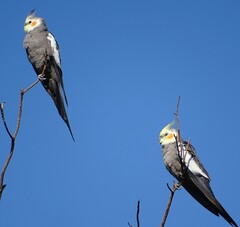 Nymphicus hollandicus