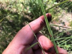 Setaria grandispiculata