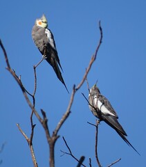 Nymphicus hollandicus