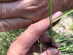Setaria grandispiculata