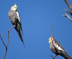 Nymphicus hollandicus