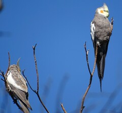 Nymphicus hollandicus