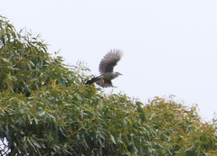 Anthochaera paradoxa