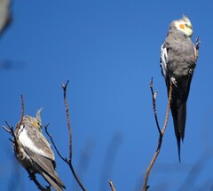 Nymphicus hollandicus