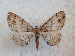 Paradarisa consonaria