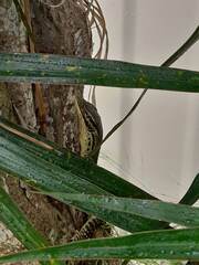 Varanus panoptes panoptes