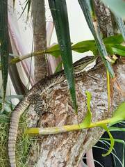 Varanus panoptes panoptes