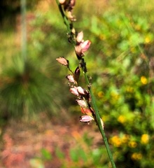 Setaria grandispiculata