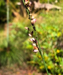 Setaria grandispiculata