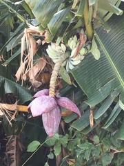 Musa balbisiana