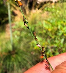 Setaria grandispiculata
