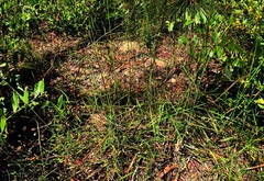 Setaria grandispiculata