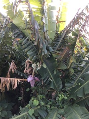 Musa balbisiana