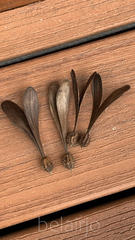 Gyrocarpus americanus