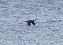Phalacrocorax fuscescens
