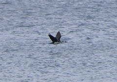 Phalacrocorax fuscescens
