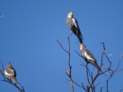 Nymphicus hollandicus