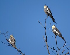 Nymphicus hollandicus