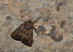 Boursinia discordans