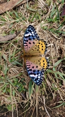 Argynnis hyperbius hybrida