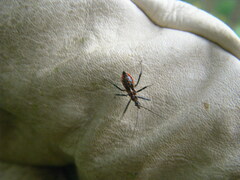 Gminatus australis
