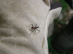 Gminatus australis