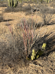 Euphorbia lomelii