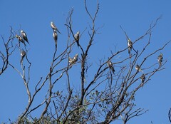 Nymphicus hollandicus